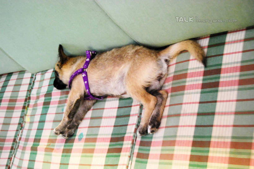 无人,客厅,躺,闭眼,睡,横图,俯视,室内,白天,沙发,宠物,狗,狗绳,一只,动物,绳子,可爱,绳索,起居室,布艺沙发,狗链,牵引绳,忠诚,客堂,卧着,项圈,犬,闭眼睛,闭着眼,闭着眼睛,困,困觉,寝息,睡觉,躺着,卧,彩图,高角度拍摄,全身,狗链子,狗项圈,shxw1