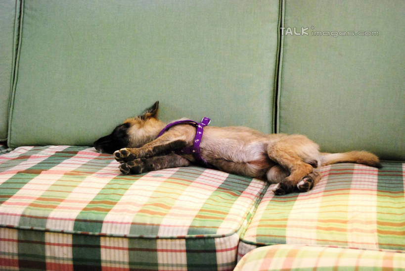 无人,客厅,躺,闭眼,睡,横图,室内,白天,正面,沙发,宠物,狗,狗绳,一只,动物,绳子,可爱,绳索,起居室,布艺沙发,狗链,牵引绳,忠诚,客堂,卧着,项圈,犬,闭眼睛,闭着眼,闭着眼睛,困,困觉,寝息,睡觉,躺着,卧,彩图,全身,狗链子,狗项圈,shxw1