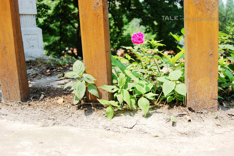 无人,栏杆,横图,俯视,室外,特写,白天,幸福,美景,月季花,叶子,阴影,朦胧,模糊,盛开,光线,影子,栅栏,景观,篱笆,围栏,绿叶,花蕾,护栏,花,花瓣,花朵,鲜花,一朵,粉色,阳光,自然,花苞,花蕊,嫩叶,景色,希望,自然风光,美艳,光荣,叶,叶片,月月红,月季,长春花,彩图,高角度拍摄,shxw1