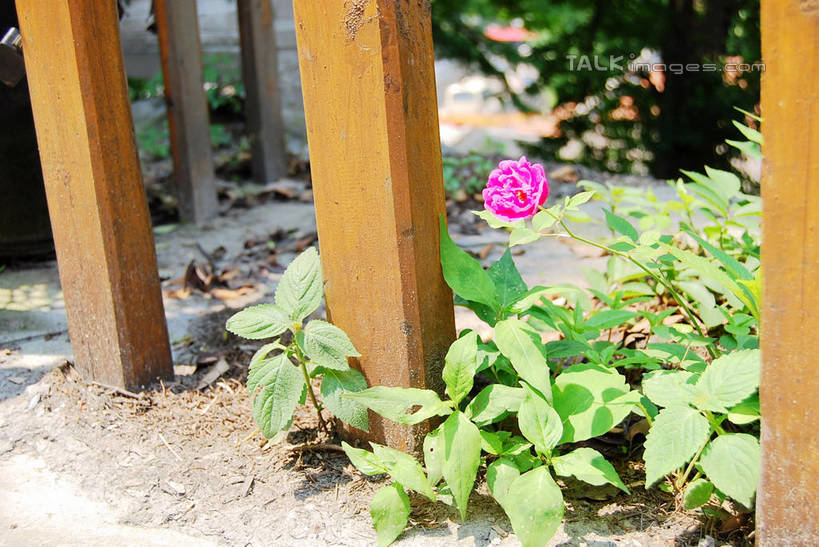 无人,栏杆,横图,俯视,室外,特写,白天,幸福,美景,月季花,叶子,阴影,朦胧,模糊,盛开,光线,影子,栅栏,景观,篱笆,围栏,绿叶,花蕾,护栏,花,花瓣,花朵,鲜花,一朵,粉色,阳光,自然,花苞,花蕊,嫩叶,景色,希望,自然风光,美艳,光荣,叶,叶片,月月红,月季,长春花,彩图,高角度拍摄,shxw1