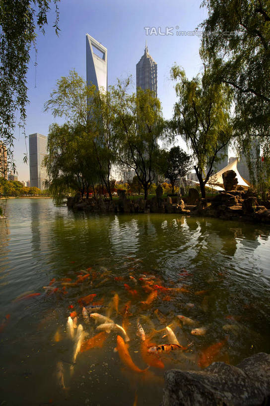 游泳,无人,高楼大厦,竖图,室外,白天,正面,度假,河流,美景,水,植物,城市风光,标志建筑,城市,大厦,地标,建筑,摩天大楼,上海,中国,亚洲,一群,许多,阴影,光线,金鱼,鱼,影子,河水,景观,水流,很多,娱乐,建设,鱼类,金茂大厦,浦东,树,树木,蓝色,绿色,蓝天,天空,阳光,自然,天,享受,休闲,景色,放松,环球金融中心,生长,晴朗,成长,申,水生动物,水生物,陆家嘴,浦东新区,上海环球金融中心,东亚,上海市,万里无云,中华人民共和国,沪,华东地区,陆家嘴中心绿地,上海陆家嘴中心绿地,观赏鱼,金鲫鱼,泅水,拍浮,环球金融中心大厦,晴空,晴空万里,彩图,全身,大楼,高层建筑,高楼,摩天楼,淡水生物,shyj1
