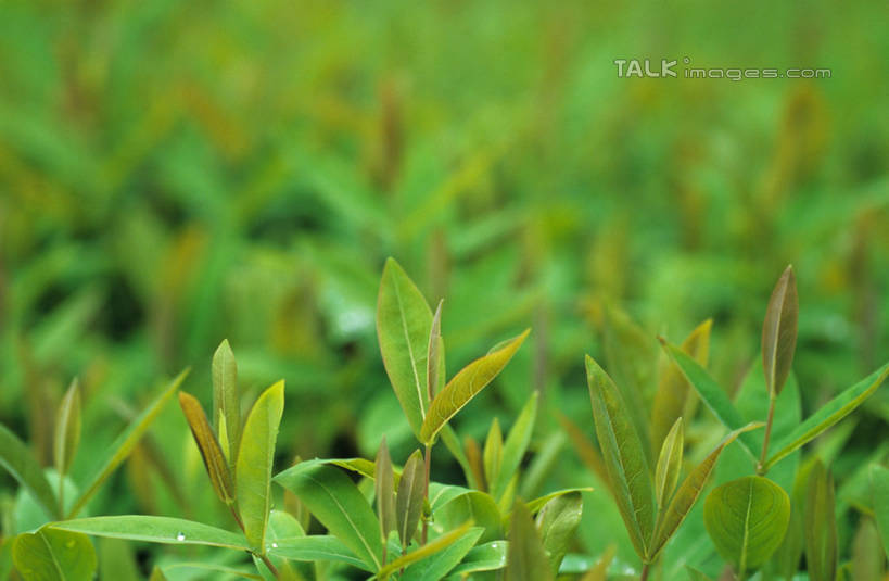 无人,横图,室外,特写,白天,正面,草地,草坪,美景,植物,叶子,阴影,朦胧,模糊,新鲜,光线,纹理,影子,景观,绿叶,草,绿色,阳光,自然,嫩叶,景色,青春,生命,自然风光,和平,安详,肌理,冷色,叶,叶片,叶脉,彩图,shylt1