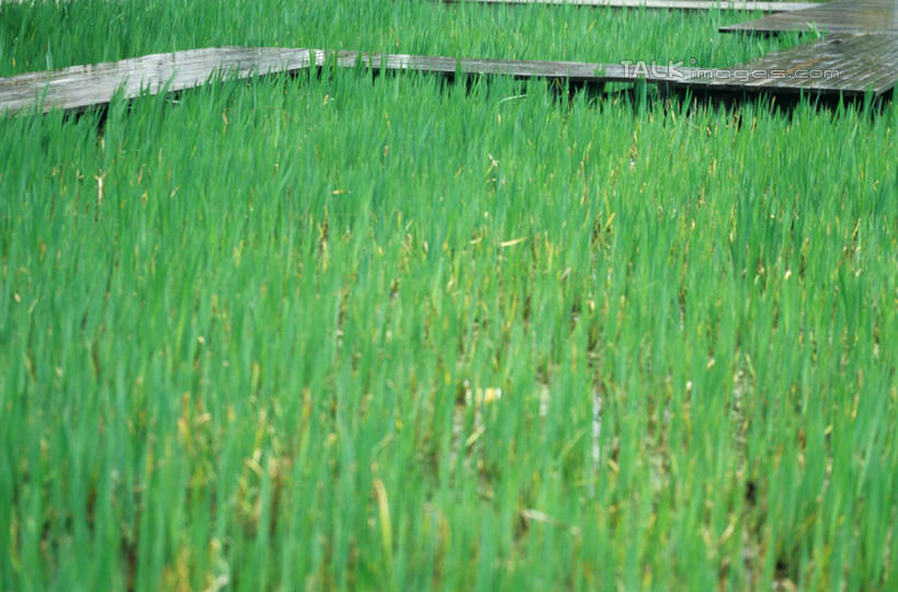 无人,横图,室外,白天,正面,草地,草坪,美景,植物,道路,路,上海,中国,亚洲,阴影,光线,影子,景观,小路,交通,草,绿色,阳光,自然,上海世博馆,世博馆,上海世博会,世博,世博会,景色,申,自然风光,东亚,世博园,上海市,中华人民共和国,沪,华东地区,彩图,shylt1