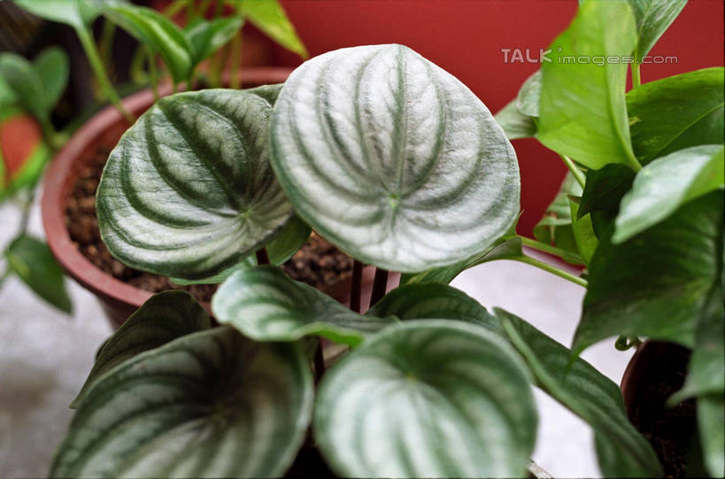 无人,横图,俯视,室外,特写,白天,植物,花盆,阴影,光线,盆栽,影子,陶瓷,盆景,陶瓷制品,绿色,阳光,自然,容器,生长,成长,储藏,储存,彩图,高角度拍摄,贮存,shylt1