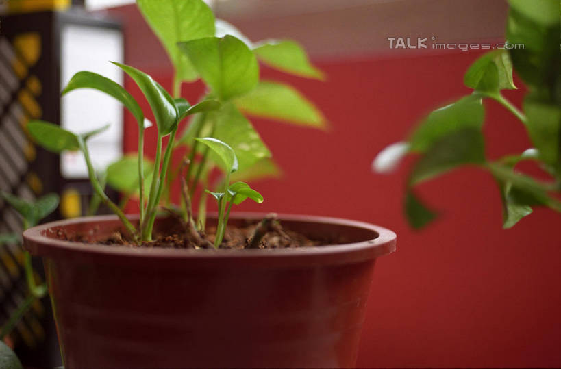 无人,横图,室内,特写,白天,正面,植物,花盆,阴影,朦胧,模糊,反射,盆栽,影子,陶瓷,盆景,陶瓷制品,绿色,自然,容器,生长,成长,储藏,储存,文件架,资料架,文件框,文件座,资料档,资料座,彩图,贮存,shylt1