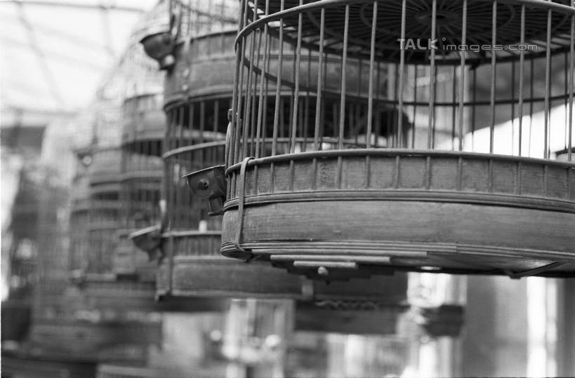 无人,栏杆,横图,黑白,室外,特写,白天,正面,购物,消费,上海,中国,亚洲,许多,吊挂,悬挂,围栏,笼子,鸟笼,集市,市场,很多,挂,护栏,花鸟市场,天空,容器,天,金融,储藏,申,储存,选购,贸易,东亚,上海市,中华人民共和国,沪,华东地区,贮存,shylt1