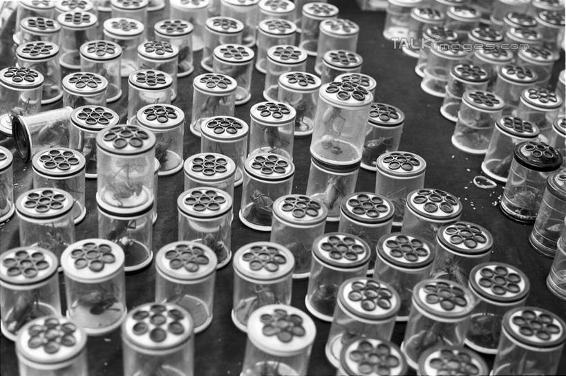 无人,横图,俯视,黑白,室外,特写,白天,购物,消费,静物,上海,中国,亚洲,许多,集市,市场,很多,花鸟市场,排列,容器,金融,储藏,申,储存,选购,贸易,东亚,上海市,中华人民共和国,沪,华东地区,摆列,高角度拍摄,布列,分列,贮存,shylt1