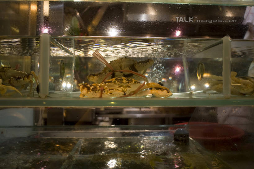 海鲜,蟹,无人,餐厅,横图,室内,白天,正面,玻璃,香港,中国,亚洲,阴影,光线,螃蟹,影子,灯光,鱼缸,水产,海洋生物,玻璃制品,茶餐厅,港,水生动物,海产品,水生物,东亚,海底动物,香港特别行政区,港澳台,中华人民共和国,甲壳动物,彩图,餐馆,饭店,饭馆,shylt1