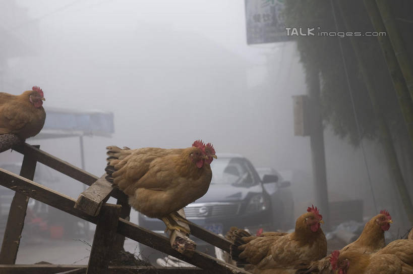 无人,农场,站,吃,横图,室外,白天,正面,旅游,度假,畜牧业,牧场,雾,道路,路,汽车,鸡,许多,朦胧,模糊,小路,交通,很多,注视,娱乐,家禽,车,农家乐,动物,交通工具,轿车,低头,观察,看,站着,享受,休闲,放松,牲畜,观看,迷雾,察看,关注,载具,畜牧,牧业,大雾,嚼,食,站立,半身,彩图,shylt1