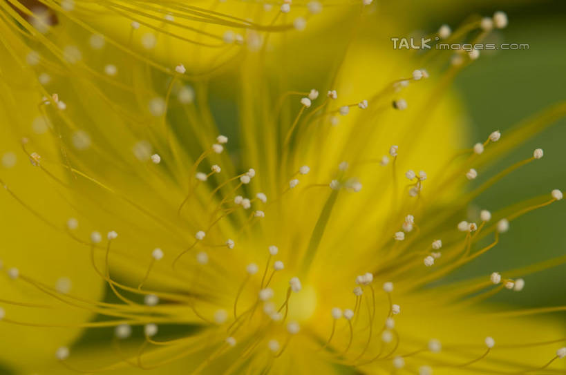 无人,横图,室外,特写,白天,正面,微距,美景,阴影,朦胧,模糊,盛开,光线,影子,景观,花蕾,花,花瓣,花朵,金丝桃,鲜花,黄色,阳光,自然,花苞,花蕊,景色,自然风光,弟切草,土连翘,复仇,彩图,微距摄影,shylt1