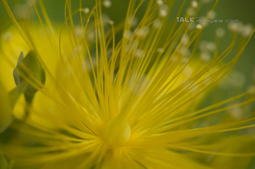 无人,横图,室外,特写,白天,正面,微距,美景,阴影,朦胧,模糊,盛开,光线,影子,景观,花蕾,花,花瓣,花朵,金丝桃,鲜花,黄色,阳光,自然,花苞,花蕊,景色,自然风光,弟切草,土连翘,复仇,彩图,微距摄影,shylt1