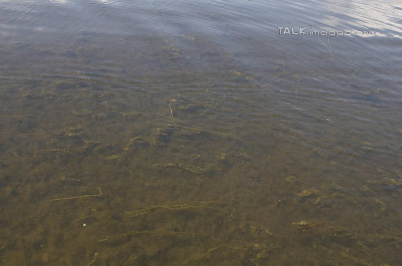 无人,横图,俯视,室外,特写,白天,河流,美景,水,丽江,中国,亚洲,阴影,波纹,光线,影子,河水,景观,水流,涟漪,云南,拉市海,水纹,阳光,自然,波浪,景色,自然风光,东亚,云南省,中华人民共和国,水晕,西南地区,滇,丽江市,玉龙纳西族自治县,彩图,高角度拍摄,shylt1