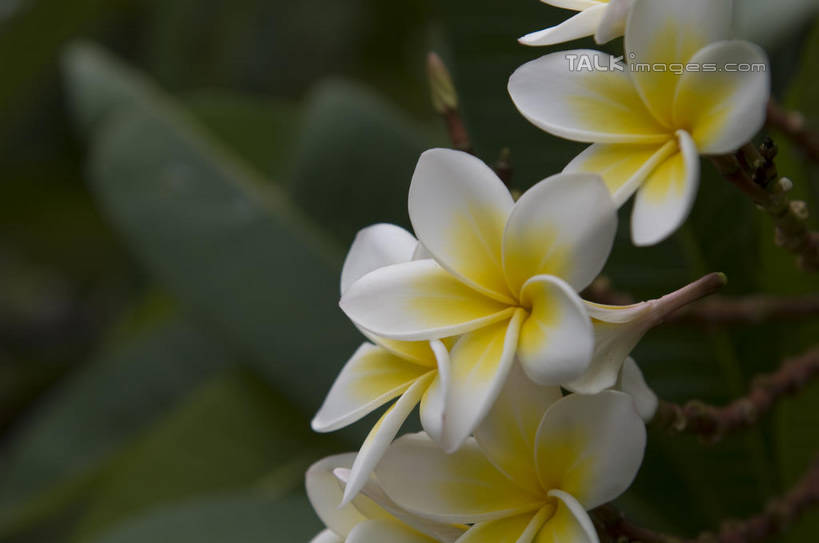 无人,横图,室外,特写,白天,正面,美景,许多,阴影,盛开,光线,影子,景观,很多,花蕾,赤素馨花,花,花瓣,花朵,鲜花,黄色,白色,阳光,自然,花苞,花蕊,景色,自然风光,缅栀子,蛋黄花,鸡蛋花,缅栀花,大季花,印度素馨,彩图,shylt1