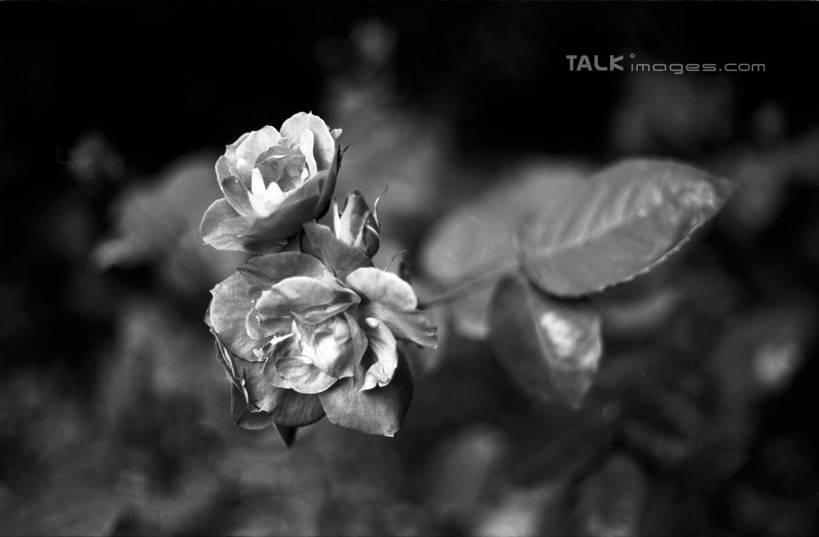 无人,横图,俯视,黑白,室外,特写,白天,美景,植物,茉莉花,叶子,上海,中国,亚洲,阴影,朦胧,模糊,盛开,光线,纹理,影子,景观,花蕾,花,花瓣,花朵,茉莉,鲜花,两朵,阳光,自然,花苞,花蕊,嫩叶,景色,申,自然风光,东亚,上海市,肌理,中华人民共和国,沪,华东地区,莫利花,没丽,没利,末莉,末利,香魂,柰花,小南强,叶,叶片,叶脉,高角度拍摄,抹厉,木梨花,shylt1