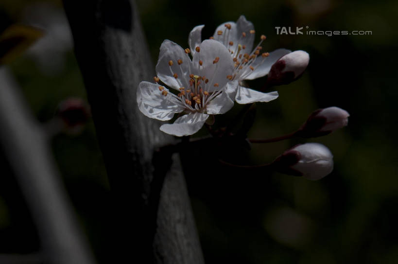 无人,横图,室外,特写,白天,正面,爱情,美景,植物,桃花,朦胧,模糊,盛开,景观,枝条,花蕾,花,花瓣,花朵,鲜花,树,树木,树枝,一朵,绿色,自然,花苞,花蕊,景色,生长,成长,俘虏,自然风光,虬枝,枝杈,彩图,shylt1