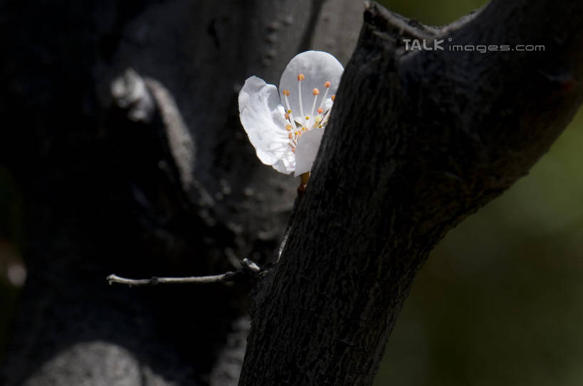 无人,横图,室外,特写,白天,正面,爱情,美景,植物,桃花,朦胧,模糊,盛开,景观,枝条,花蕾,花,花瓣,花朵,鲜花,树,树木,树枝,一朵,绿色,自然,花苞,花蕊,景色,生长,成长,俘虏,自然风光,虬枝,枝杈,彩图,shylt1