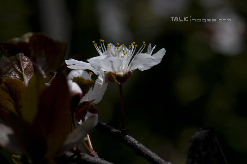 无人,横图,室外,特写,白天,正面,爱情,美景,植物,桃花,朦胧,模糊,盛开,景观,枝条,花蕾,花,花瓣,花朵,鲜花,树,树木,树枝,一朵,绿色,自然,花苞,花蕊,景色,生长,成长,俘虏,自然风光,虬枝,枝杈,彩图,shylt1