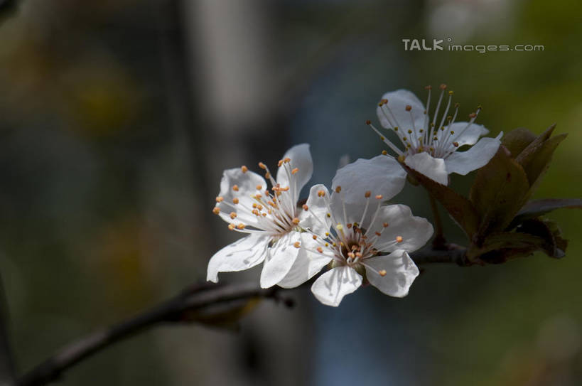 无人,横图,室外,特写,白天,正面,爱情,美景,植物,桃花,三朵,朦胧,模糊,盛开,景观,枝条,花蕾,花,花瓣,花朵,鲜花,树,树木,树枝,绿色,白色,自然,花苞,花蕊,景色,生长,成长,俘虏,自然风光,虬枝,枝杈,彩图,shylt1