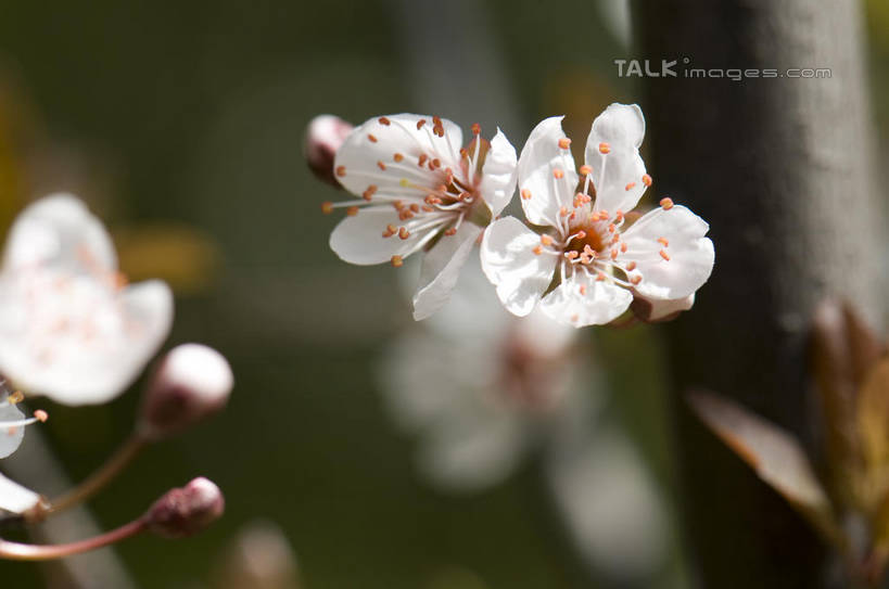 无人,横图,室外,特写,白天,正面,爱情,美景,植物,桃花,许多,朦胧,模糊,盛开,景观,枝条,很多,花蕾,花,花瓣,花朵,鲜花,树,树木,树枝,绿色,白色,自然,花苞,花蕊,景色,生长,成长,俘虏,自然风光,虬枝,枝杈,彩图,shylt1