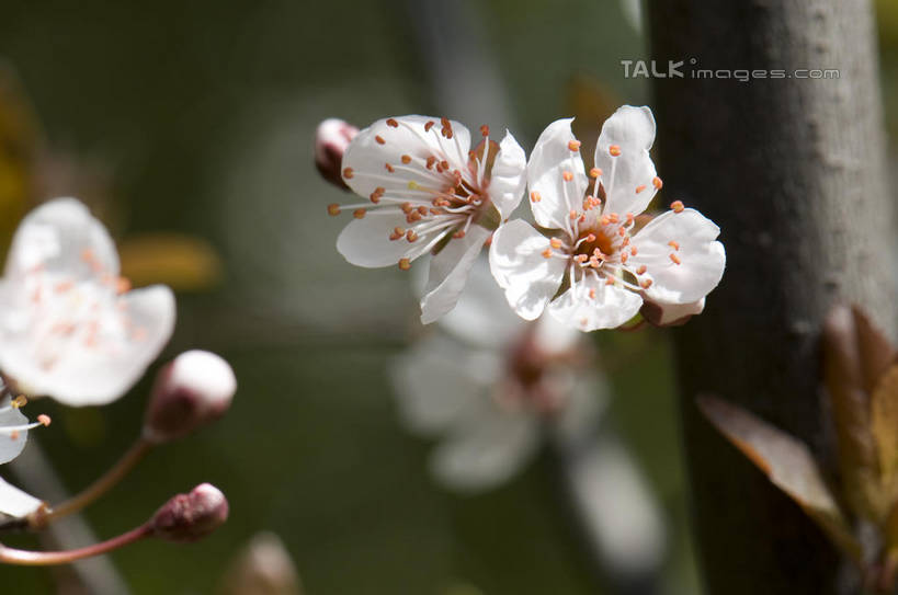 无人,横图,室外,特写,白天,正面,爱情,美景,植物,桃花,许多,朦胧,模糊,盛开,景观,枝条,很多,花蕾,花,花瓣,花朵,鲜花,树,树木,树枝,绿色,白色,自然,花苞,花蕊,景色,生长,成长,俘虏,自然风光,虬枝,枝杈,彩图,shylt1