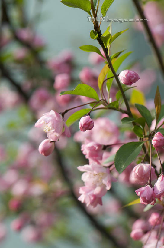 无人,竖图,室外,特写,白天,正面,爱情,美景,植物,桃花,许多,朦胧,模糊,盛开,景观,枝条,很多,花蕾,花,花瓣,花朵,鲜花,树,树木,树枝,粉色,绿色,自然,花苞,花蕊,景色,生长,成长,俘虏,自然风光,虬枝,枝杈,彩图,shylt1