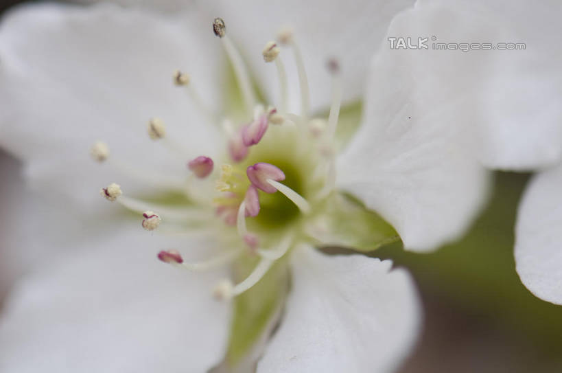 无人,横图,室外,特写,白天,正面,爱情,美景,桃花,阴影,朦胧,模糊,盛开,光线,影子,景观,花蕾,花,花瓣,花朵,鲜花,一朵,白色,阳光,自然,花苞,花蕊,景色,俘虏,自然风光,彩图,shylt1
