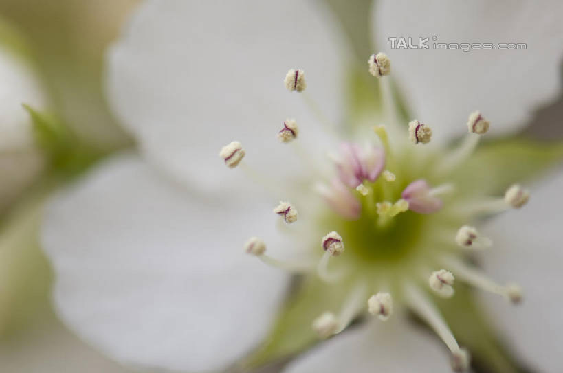 无人,横图,室外,特写,白天,正面,微距,爱情,美景,桃花,阴影,朦胧,模糊,盛开,光线,影子,景观,花蕾,花,花瓣,花朵,鲜花,一朵,白色,阳光,自然,花苞,花蕊,景色,俘虏,自然风光,彩图,微距摄影,shylt1