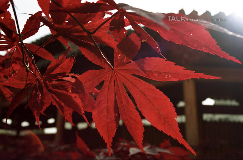 无人,寺庙,横图,室外,特写,白天,正面,旅游,度假,名胜古迹,标志建筑,地标,建筑,叶子,上海,中国,亚洲,阴影,节日,朦胧,模糊,遗迹,光线,瓦片,影子,屋顶,枫叶,枯叶,落叶,燃烧,顶棚,瓦,古迹,文化,文物,娱乐,建设,古建筑,真如寺,黄色,红色,蓝色,蓝天,天空,阳光,香火,庙宇,天,祈祷,享受,休闲,健康,旅游胜地,放松,许愿,宗教,建造,信仰,晴朗,纪念,枫树叶,祈求,申,古文明,东亚,屋瓦,普陀区,上海市,万里无云,中华人民共和国,沪,华东地区,平安,叶,叶片,晴空,晴空万里,彩图,庙,寺,真如镇,shylt1