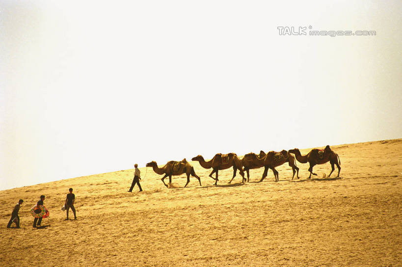 东方人,四个人,站,横图,室外,白天,正面,旅游,度假,美景,日落,沙漠,野生动物,中国,亚洲,行人,游客,游人,阴影,服装,光线,影子,景观,晚霞,霞光,落日,注视,休闲装,黄种人,娱乐,骆驼,路人,旅客,衣服,阳光,自然,黄昏,动物,观察,看,站着,享受,休闲,休闲服,景色,彩霞,放松,运输,服饰,观看,察看,关注,自然风光,东亚,宁夏,沙坡头,中卫,沙漠之舟,中华人民共和国,西北地区,宁夏回族自治区,宁,中卫市,双峰骆驼,夕照,薄暮,过客,男人,男性,年轻男性,年轻女性,女人,女性,亚洲人,大漠,砂漠,夕阳,站立,彩图,全身,傍晚,斜阳,shzwj1