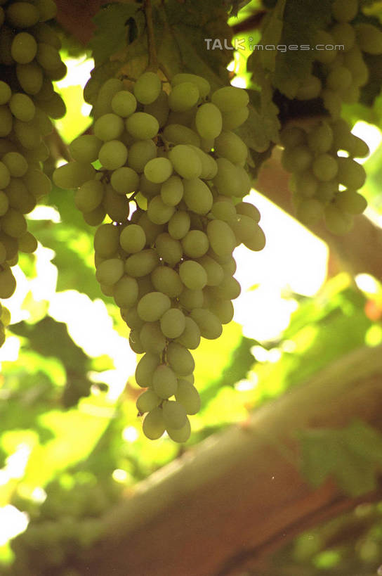 无人,果园,竖图,室外,特写,白天,仰视,美景,田园,葡萄,水果,叶子,中国,亚洲,吊挂,悬挂,阴影,新鲜,光线,影子,景观,生食,食品,果实,绿叶,挂,葡萄园,架子,食物,阳光,自然,庄园,嫩叶,景色,有机食品,绿色食品,支撑,固定,自然风光,葡萄架,东亚,葡萄沟,吐鲁番,新疆,中华人民共和国,新疆维吾尔自治区,西北地区,吐鲁番市,叶,叶片,山葫芦,蒲桃,草龙珠,彩图,低角度拍摄,火洲,吐鲁番地区,新,shzwj1