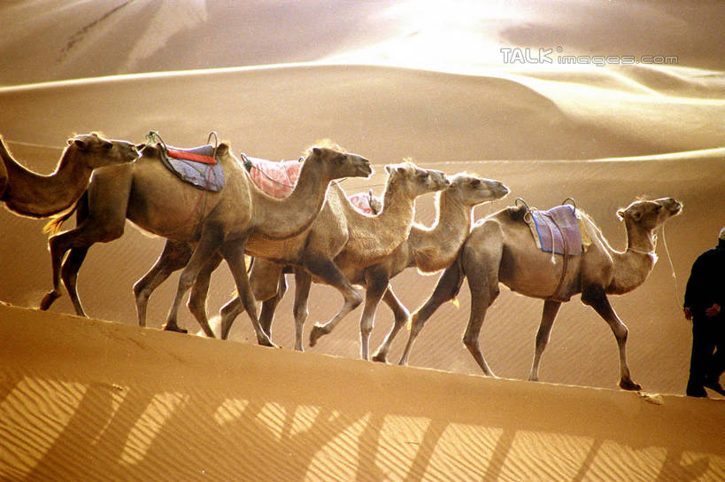 东方人,一个人,站,横图,室外,白天,侧面,旅游,度假,美景,沙漠,野生动物,中国,亚洲,仅一个男性,仅一个人,阴影,服装,光线,影子,景观,休闲装,黄种人,娱乐,骆驼,仅一个年轻男性,衣服,阳光,自然,动物,站着,享受,休闲,休闲服,景色,放松,蒙,运输,服饰,自然风光,东亚,内蒙古,腾格里沙漠,沙漠之舟,中华人民共和国,华北地区,内蒙古自治区,阿拉善,阿拉善盟,双峰骆驼,男人,男性,年轻男性,亚洲人,大漠,砂漠,站立,半身,彩图,shzwj1