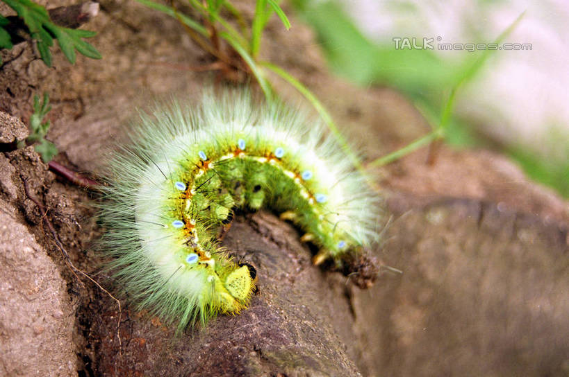 无人,躺,横图,俯视,室外,特写,白天,石头,美景,山,山脉,叶子,中国,亚洲,朦胧,模糊,曲折,弯曲,昆虫,石子,景观,山峰,绿叶,山峦,自然,动物,群山,嫩叶,景色,毛毛虫,蜿蜒,自然风光,东亚,湖南,莨山,湖南省,中华人民共和国,害虫,华中地区,湘,邵阳,邵阳市,毛虫,卧着,叶,叶片,石块,躺着,卧,彩图,高角度拍摄,全身,新宁县,shzwj1