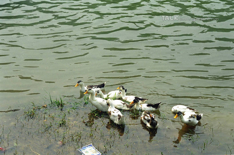 游泳,无人,横图,俯视,室外,白天,旅游,度假,湖,湖泊,美景,水,鸟,中国,亚洲,一群,许多,阴影,波纹,光线,鸟类,鸭,影子,湖面,景观,水流,水面,涟漪,很多,注视,娱乐,家禽,倒影,水纹,阳光,自然,动物,波浪,湖水,观察,看,享受,休闲,景色,放松,牲畜,观看,察看,倒映,关注,自然风光,东亚,湖南,湘西,湖南省,中华人民共和国,水晕,泅水,华中地区,湘,湘西州,湘西土家族苗族自治州,反照,拍浮,彩图,高角度拍摄,全身,shzwj1