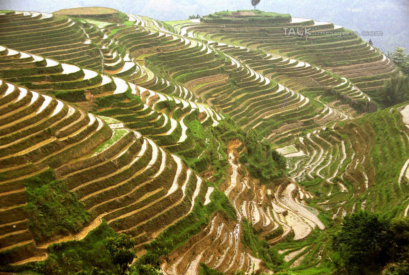 无人,农田,横图,俯视,室外,白天,旅游,度假,庄稼,梯田,农作物,石头,美景,山,山脉,植物,中国,亚洲,阴影,曲折,弯曲,光线,石子,影子,景观,山顶,山峰,山峦,娱乐,树,树木,绿色,阳光,自然,群山,享受,休闲,景色,放松,蜿蜒,生长,成长,广西,自然风光,东亚,龙胜,龙脊梯田,广西壮族自治区,中华人民共和国,桂,华南地区,颠峰,极峰,龙胜各族自治县,龙胜梯田,石块,彩图,高角度拍摄,耕地,庄稼田,shzwj1