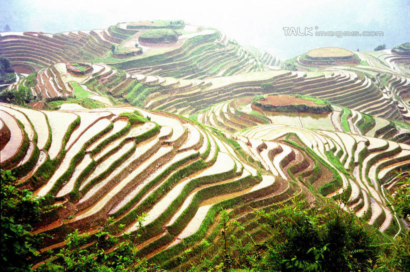 无人,农田,横图,俯视,室外,白天,旅游,度假,庄稼,梯田,农作物,石头,美景,山,山脉,植物,中国,亚洲,阴影,曲折,弯曲,光线,石子,影子,景观,山顶,山峰,山峦,娱乐,树,树木,绿色,阳光,自然,群山,享受,休闲,景色,放松,蜿蜒,生长,成长,广西,自然风光,东亚,龙胜,龙脊梯田,广西壮族自治区,中华人民共和国,桂,华南地区,颠峰,极峰,龙胜各族自治县,龙胜梯田,石块,彩图,高角度拍摄,耕地,庄稼田,shzwj1