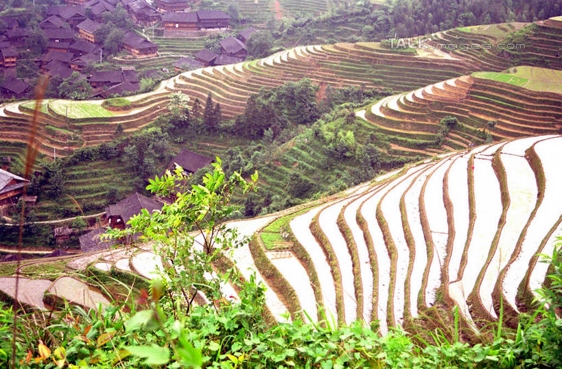 无人,农田,横图,俯视,室外,白天,旅游,度假,庄稼,梯田,农作物,石头,美景,山,山脉,植物,中国,亚洲,阴影,曲折,弯曲,光线,石子,影子,景观,山顶,山峰,山峦,娱乐,树,树木,绿色,阳光,自然,群山,享受,休闲,景色,放松,蜿蜒,生长,成长,广西,自然风光,东亚,龙胜,龙脊梯田,广西壮族自治区,中华人民共和国,桂,华南地区,颠峰,极峰,龙胜各族自治县,龙胜梯田,石块,彩图,高角度拍摄,耕地,庄稼田,shzwj1