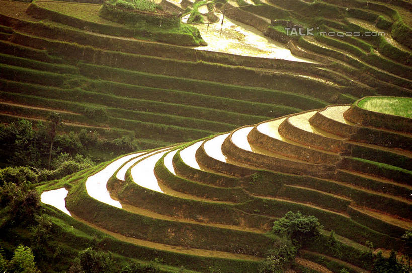 无人,农田,横图,俯视,室外,白天,旅游,度假,庄稼,梯田,农作物,石头,美景,山,山脉,植物,中国,亚洲,阴影,曲折,弯曲,光线,石子,影子,景观,山顶,山峰,山峦,娱乐,树,树木,绿色,阳光,自然,群山,享受,休闲,景色,放松,蜿蜒,生长,成长,广西,自然风光,东亚,龙胜,龙脊梯田,广西壮族自治区,中华人民共和国,桂,华南地区,颠峰,极峰,龙胜各族自治县,龙胜梯田,石块,彩图,高角度拍摄,耕地,庄稼田,shzwj1