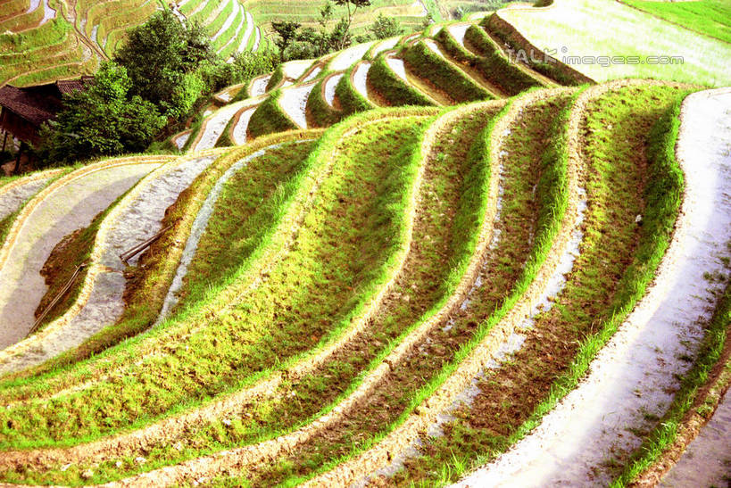 无人,农田,横图,俯视,室外,白天,旅游,度假,庄稼,梯田,农作物,石头,美景,山,山脉,植物,中国,亚洲,阴影,曲折,弯曲,光线,石子,影子,景观,山顶,山峰,山峦,娱乐,树,树木,绿色,阳光,自然,群山,享受,休闲,景色,放松,蜿蜒,生长,成长,广西,自然风光,东亚,龙胜,龙脊梯田,广西壮族自治区,中华人民共和国,桂,华南地区,颠峰,极峰,龙胜各族自治县,龙胜梯田,石块,彩图,高角度拍摄,耕地,庄稼田,shzwj1