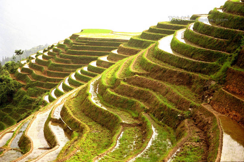 无人,农田,横图,俯视,室外,白天,旅游,度假,庄稼,梯田,农作物,石头,美景,山,山脉,植物,中国,亚洲,阴影,曲折,弯曲,光线,石子,影子,景观,山顶,山峰,山峦,娱乐,树,树木,绿色,阳光,自然,群山,享受,休闲,景色,放松,蜿蜒,生长,成长,广西,自然风光,东亚,龙胜,龙脊梯田,广西壮族自治区,中华人民共和国,桂,华南地区,颠峰,极峰,龙胜各族自治县,龙胜梯田,石块,彩图,高角度拍摄,耕地,庄稼田,shzwj1