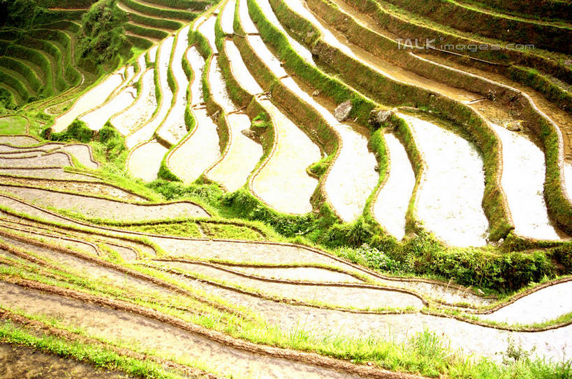 无人,农田,横图,俯视,室外,白天,旅游,度假,庄稼,梯田,农作物,石头,美景,山,山脉,植物,中国,亚洲,阴影,曲折,弯曲,光线,石子,影子,景观,山顶,山峰,山峦,娱乐,树,树木,绿色,阳光,自然,群山,享受,休闲,景色,放松,蜿蜒,生长,成长,广西,自然风光,东亚,龙胜,龙脊梯田,广西壮族自治区,中华人民共和国,桂,华南地区,颠峰,极峰,龙胜各族自治县,龙胜梯田,石块,彩图,高角度拍摄,耕地,庄稼田,shzwj1