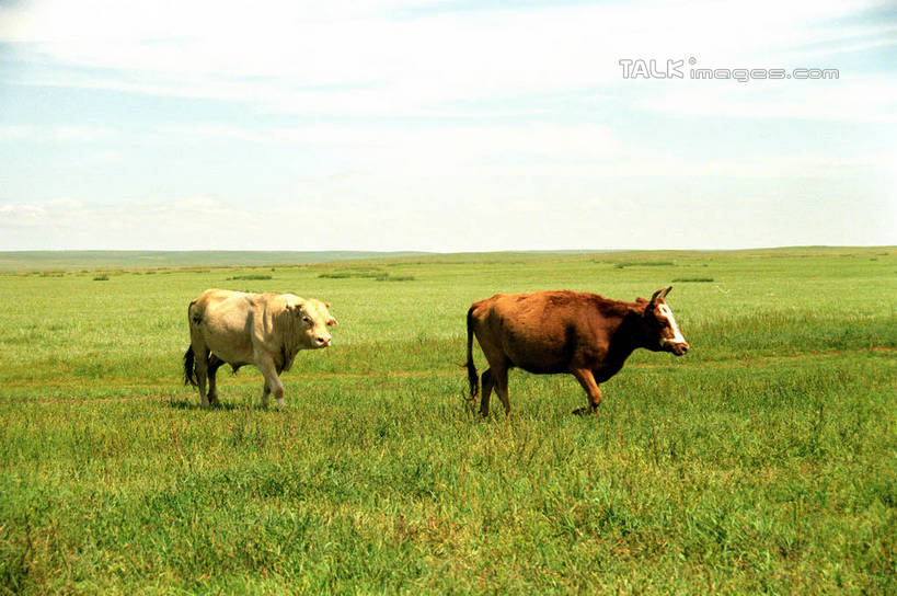 无人,横图,室外,白天,侧面,旅游,度假,草地,草原,美景,植物,牛,中国,亚洲,奔驰,阴影,光线,影子,地平线,景观,旷野,云,云朵,辽阔,地面,云彩,注视,娱乐,草,蓝色,绿色,白云,蓝天,天空,阳光,自然,动物,天,奔跑,观察,看,两只,享受,休闲,广阔,家畜,景色,放松,蒙,牲畜,晴朗,观看,一望无际,察看,关注,自然风光,原野,延伸,东亚,内蒙古,锡林郭勒草原,中华人民共和国,天地相交,华北地区,锡盟,锡林郭勒盟,内蒙古自治区,无边无际,一马平川,晴空,彩图,全身,shzwj1