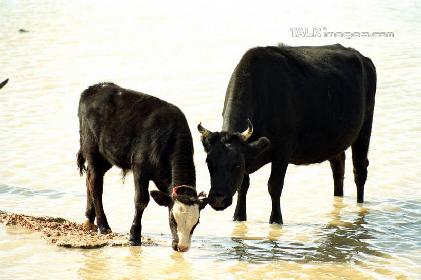 无人,站,横图,室外,白天,正面,旅游,度假,河流,美景,水,牛,中国,亚洲,阴影,波纹,光线,影子,河水,景观,水流,涟漪,注视,娱乐,倒影,水纹,阳光,自然,动物,波浪,低头,观察,看,站着,两只,享受,休闲,家畜,景色,放松,蒙,牲畜,观看,察看,倒映,关注,自然风光,东亚,内蒙古,锡林郭勒草原,中华人民共和国,华北地区,水晕,垂头,锡盟,锡林郭勒盟,内蒙古自治区,反照,站立,彩图,全身,shzwj1