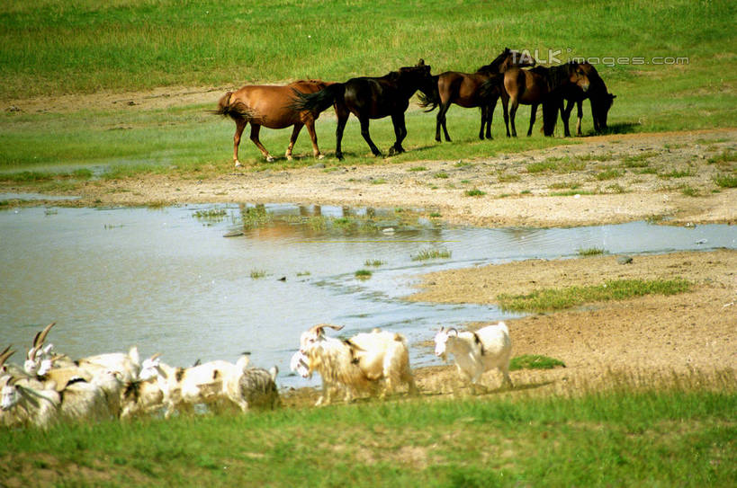 无人,站,横图,室外,白天,正面,旅游,度假,草地,草原,河流,美景,水,植物,马,野生动物,羊,中国,亚洲,许多,阴影,光线,影子,河水,景观,旷野,水流,很多,注视,娱乐,草,绿色,倒影,阳光,自然,动物,观察,看,站着,享受,休闲,家畜,景色,放松,蒙,运输,牲畜,观看,察看,倒映,关注,自然风光,原野,东亚,内蒙古,锡林郭勒草原,中华人民共和国,华北地区,锡盟,锡林郭勒盟,内蒙古自治区,反照,绵羊,站立,半身,彩图,shzwj1