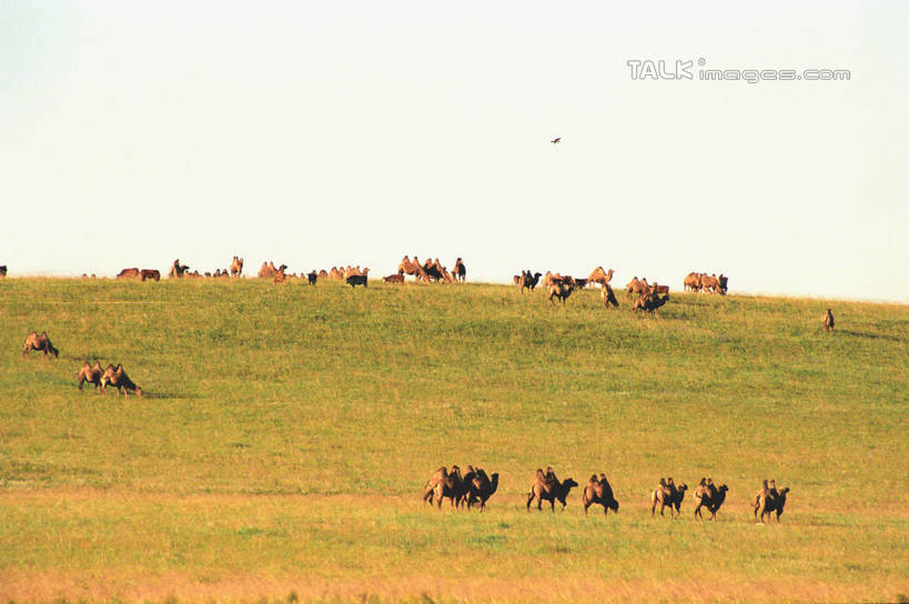 无人,站,横图,室外,白天,正面,旅游,度假,草地,草原,美景,植物,野生动物,中国,亚洲,许多,阴影,光线,影子,地平线,景观,旷野,辽阔,地面,很多,注视,娱乐,骆驼,草,绿色,阳光,自然,动物,观察,看,站着,享受,休闲,广阔,景色,放松,蒙,运输,观看,一望无际,察看,关注,自然风光,原野,延伸,东亚,内蒙古,锡林郭勒草原,沙漠之舟,中华人民共和国,天地相交,华北地区,锡盟,锡林郭勒盟,内蒙古自治区,双峰骆驼,无边无际,一马平川,站立,彩图,全身,shzwj1