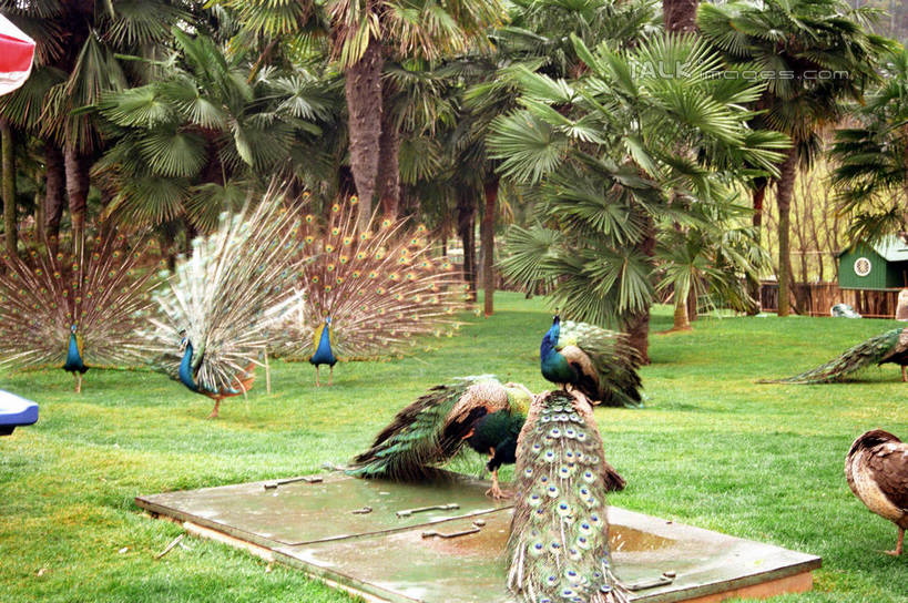 无人,站,横图,室外,白天,正面,旅游,度假,草地,草坪,美景,植物,孔雀,鸟,野生动物,西双版纳,中国,亚洲,鲜艳,鸟类,景观,美丽,注视,漂亮,娱乐,云南,草,树,树木,绿色,自然,动物,观察,看,站着,享受,休闲,景色,放松,可爱,活泼,生长,成长,观看,保护,吉祥,察看,优美,关注,自然风光,华贵,善良,防御,艳丽,孔雀开屏,东亚,西双版纳州,云南省,中华人民共和国,西南地区,滇,西双版纳傣族自治州,越鸟,百鸟之王,示威,斑斓,瑰丽,娇艳,锦绣,奇丽,求偶,站立,半身,彩图,shzwj1