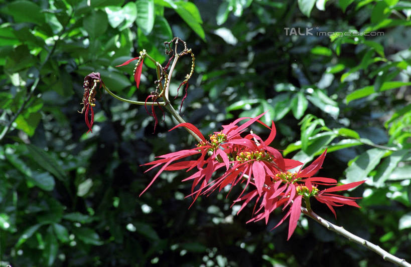 无人,植物园,横图,室外,特写,白天,正面,花海,花圃,美景,植物,叶子,西双版纳,中国,亚洲,阴影,朦胧,模糊,盛开,光线,影子,景观,花蕾,云南,花,花瓣,花朵,花卉,鲜花,红色,绿色,阳光,自然,花丛,花束,花田,花苞,花蕊,景色,自然风光,东亚,西双版纳州,云南省,中华人民共和国,西南地区,滇,西双版纳傣族自治州,彩图,版纳植物园,勐腊县,勐仑植物园,中国科学院西双版纳热带植物园,shzwj1