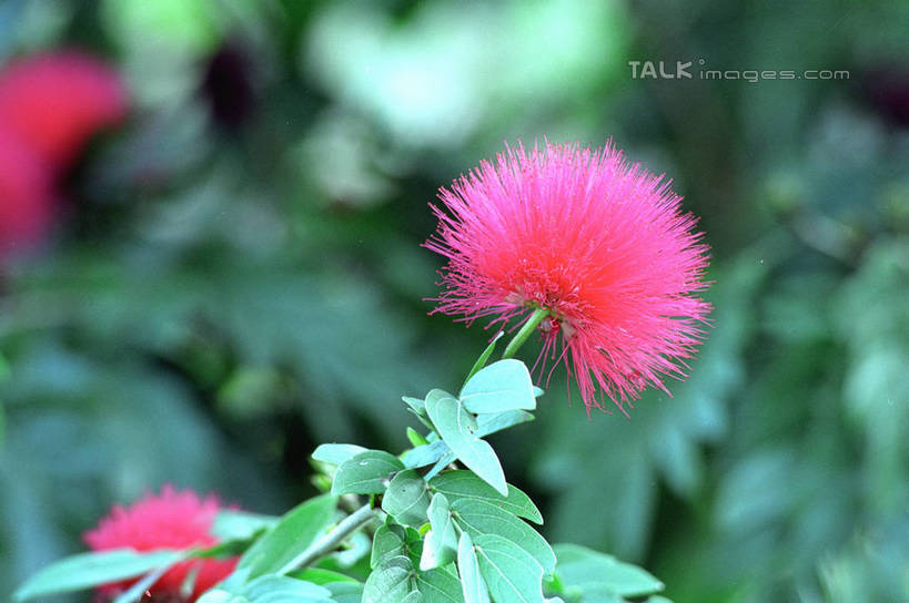 无人,植物园,横图,室外,特写,白天,正面,花海,花圃,美景,植物,叶子,西双版纳,中国,亚洲,阴影,朦胧,模糊,盛开,光线,影子,景观,花蕾,云南,花,花瓣,花朵,花卉,鲜花,粉色,绿色,阳光,自然,花丛,花束,花田,花苞,花蕊,景色,自然风光,东亚,西双版纳州,云南省,中华人民共和国,西南地区,滇,西双版纳傣族自治州,彩图,版纳植物园,勐腊县,勐仑植物园,中国科学院西双版纳热带植物园,shzwj1