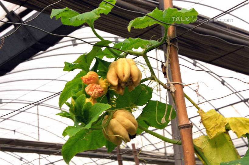 无人,横图,室内,白天,仰视,植物,南瓜,蔬菜,叶子,上海,中国,亚洲,吊挂,悬挂,新鲜,纹理,金瓜,食品,绿叶,挂,温室,浦东,番瓜,食物,绿色,嫩叶,有机食品,绿色食品,设施,麦瓜,倭瓜,申,暖房,防寒,加温,透光,保温,浦东新区,东亚,孙桥,上海市,肌理,中华人民共和国,沪,华东地区,叶,叶片,叶脉,彩图,低角度拍摄,孙桥现代农业园区,shzwj1