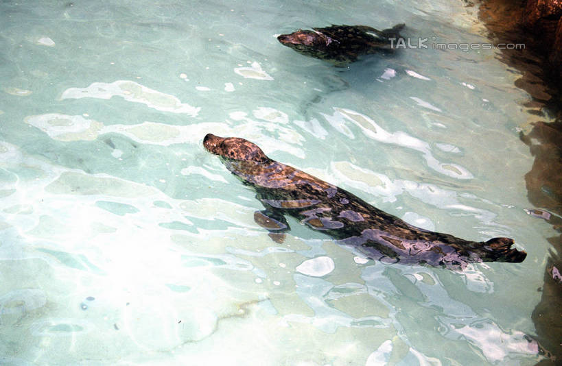 游泳,无人,横图,俯视,室外,白天,度假,美景,城市风光,城市,哺乳动物,海狮,野生动物,澳大利亚,池塘,景观,水池,注视,娱乐,动物,观察,看,两只,享受,休闲,景色,放松,可爱,活泼,观看,察看,关注,大洋洲,澳洲,黄金海岸,昆士兰州,南方大陆,澳大利亚联邦,昆士兰,泅水,拍浮,澳大利亚黄金海岸,彩图,高角度拍摄,全身,shzwj1