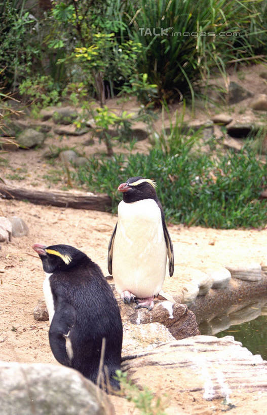 无人,站,竖图,室外,白天,正面,石头,美景,植物,企鹅,野生动物,澳大利亚,石子,池塘,景观,水池,注视,树,树木,绿色,自然,动物,观察,看,站着,两只,景色,可爱,活泼,生长,成长,观看,察看,关注,自然风光,大洋洲,悉尼,澳洲,南方大陆,首府,澳大利亚联邦,雪梨,新州,新南威尔士,新南威尔士州,石块,站立,彩图,全身,悉尼野生动物园,shzwj1